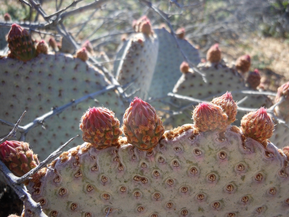 opuntia cactus with flower buds